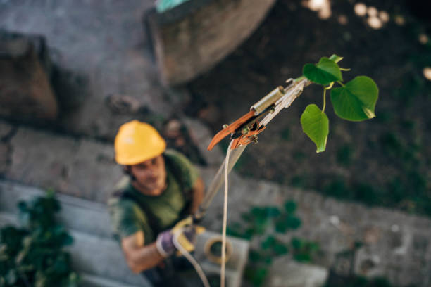 Professional  Tree Services in Picnic Point, WA